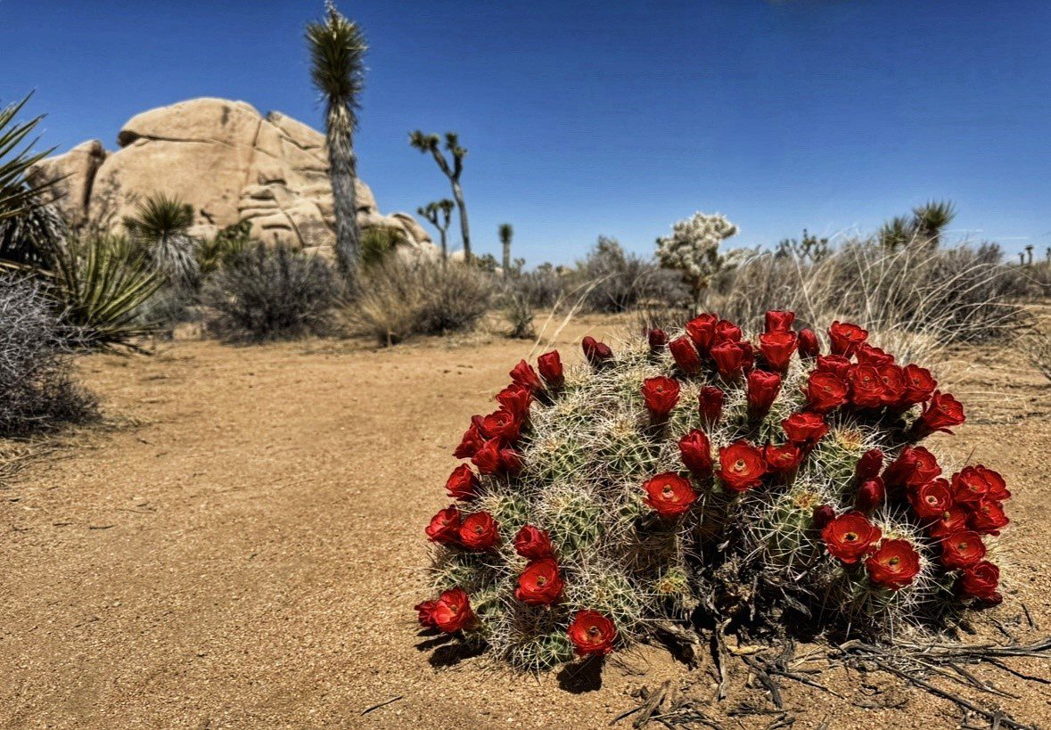 A close-up view of a desert plant with red blossoms and a large rock and cactus behind it.