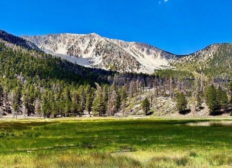 A meadow surrounded by trees and snowy mountains.