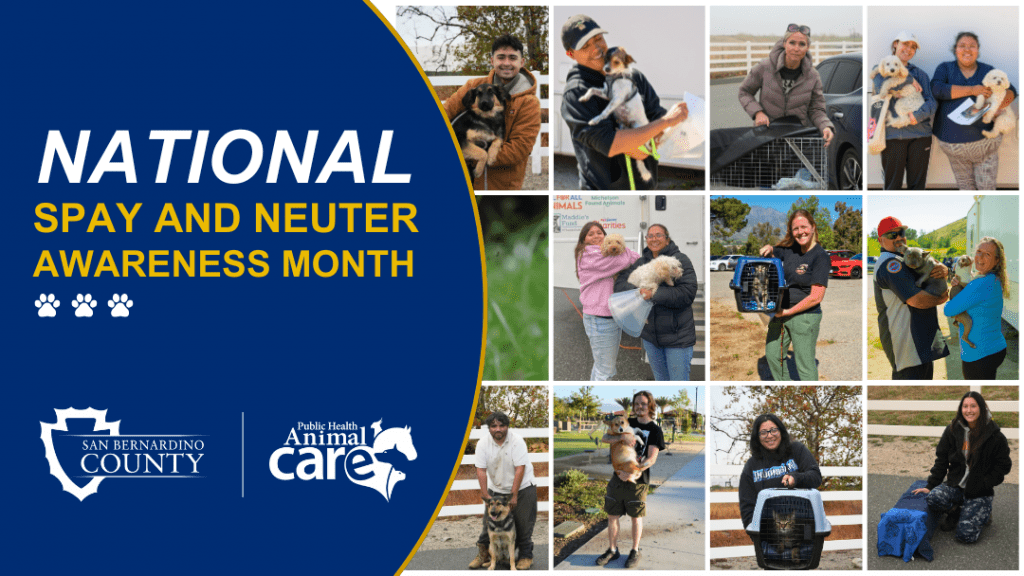 National Spay and Neuter Awareness Month.