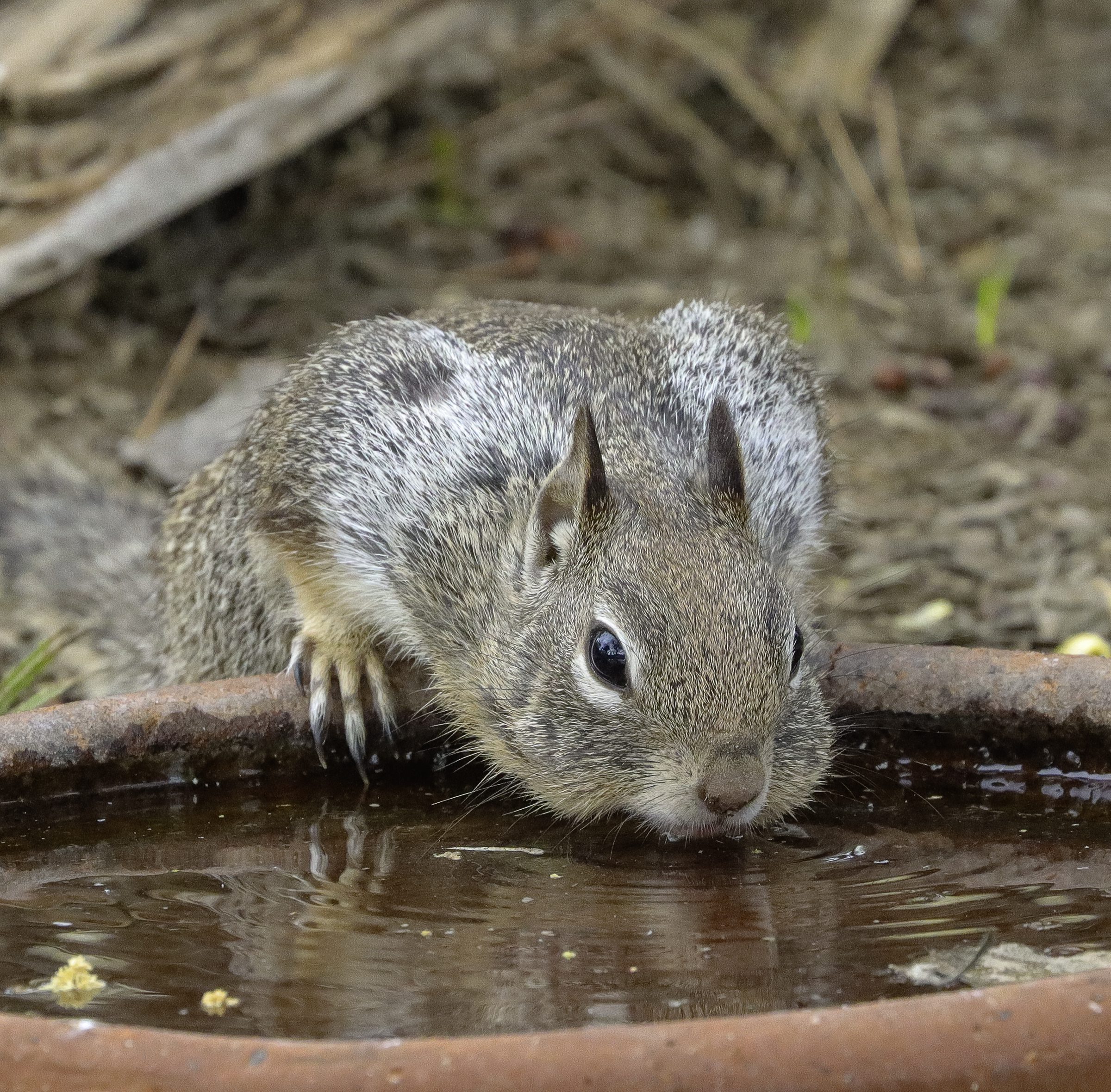 A squirrel drinks water from a bowl. The ground is covered in dirt and dry leaves.