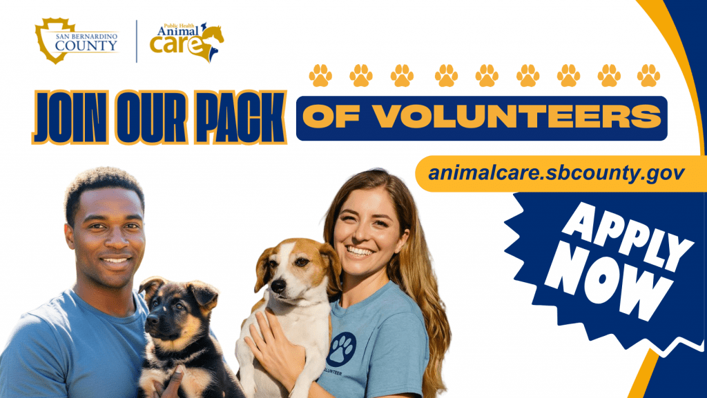 San Bernardino County Animal Care flyer with volunteers holding dogs. Text: Join our pack of volunteers, apply now at animalcare.sbcounty.gov.