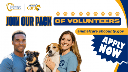 San Bernardino County Animal Care flyer with volunteers holding dogs. Text: Join our pack of volunteers, apply now at animalcare.sbcounty.gov.
