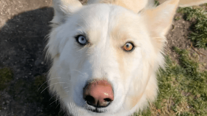 Fluffy cream-colored dog with striking blue and amber eyes looks up at the camera while standing on grass and dirt near a yellow tennis ball outdoors.