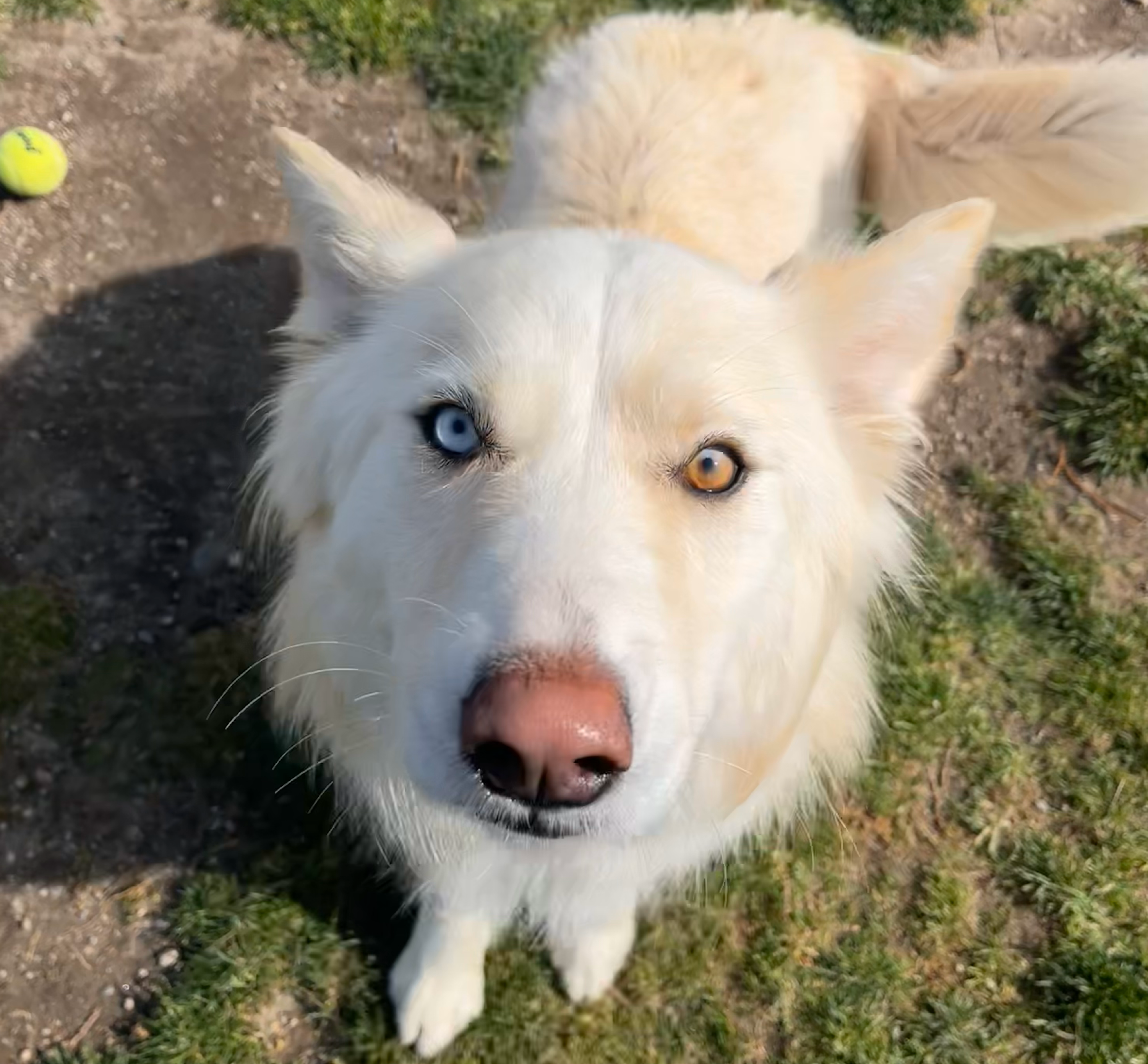 Fluffy cream-colored dog with striking blue and amber eyes looks up at the camera while standing on grass and dirt near a yellow tennis ball outdoors.